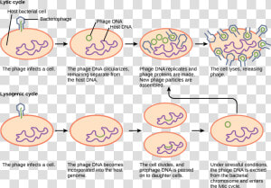 Hiv Vector Pollen   Lytic And Lysogenic Cycle  HD Png Download