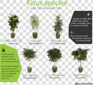 Ficus Facts And Care   Bonsai  HD Png Download