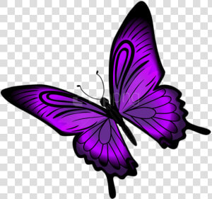 Free Png Download Purple Butterfly Png Clipart Png   Transparent Background Purple Butterfly Clipart  Png Download