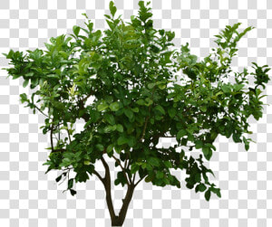 Bush Png Image With Trees Top View Psd   Bush Cut Out Png  Transparent Png