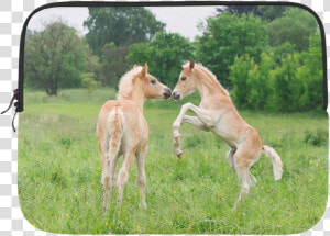 Haflinger Horses Cute Funny Pony Foals Playing Horse  HD Png Download