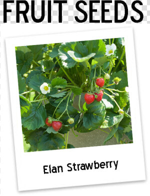 Eversweet Strawberry Plants Icon   Strawberry Elan F1  HD Png Download