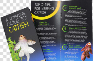 ‘catfish Need More Than Algae’  Claims New Campaign  HD Png Download