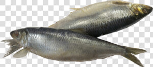 Fish Png   Sardine Fish Png  Transparent Png