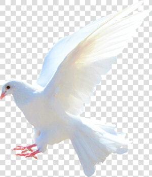 Dove Png   Dove   Dove Png  Transparent Png