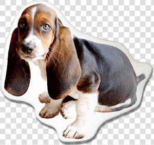 Basset Hound Pillow   Michigan State Basset Hound  HD Png Download