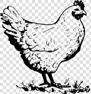 Png Chicken Black And White   Chicken Black And White  Transparent Png