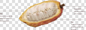 Transparent Cocoa Bean Png   Inside The Cocoa Bean  Png Download