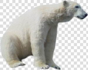 Polar Bear Png Hd   Transparent Polar Bear Png  Png Download