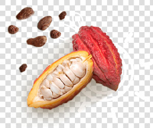 Cacao   Momordica Charantia  HD Png Download