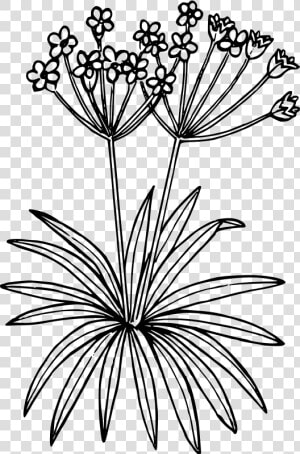 Northern Fairy Candelabra   Plant Drawing Transparent  HD Png Download