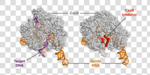 Anti Crispr Proteins Decrease Off Target Side Effects   Anti Crispr Protein Structure  HD Png Download