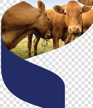 Cows Brown  HD Png Download