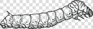 Black And White Caterpillar Png   Silkworm Black And White  Transparent Png