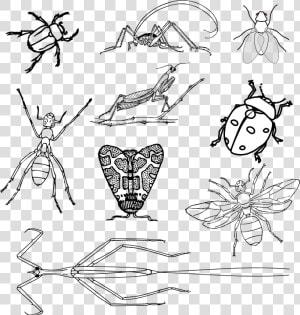 Insects  Bugs  Beetle  Ant  Bee  Fly  Moth  Ladybug   Flying Insects Clipart Black And White  HD Png Download