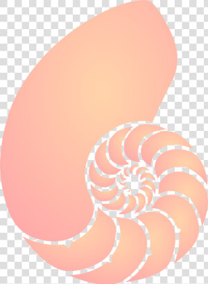 Transparent Shell Clipart Png   Nautilus Shell Clipart  Png Download