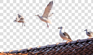 Seagulls Png  Transparent Png