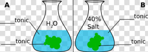 Gummy Bear In Salt Water Diagram Experiment   Gummy Bear Osmosis Test  HD Png Download