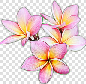  plumeria   Frangipani  HD Png Download