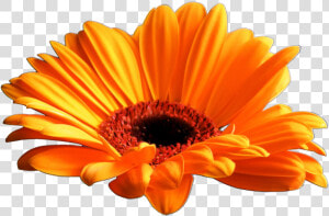 Gazania Png Download Image   Gerbera Daisy Flower Transparent Background  Png Download