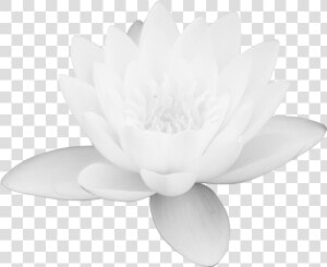 Lotus Flower Png Images Free Download Png Library   Free Download White Lotus Flower  Transparent Png