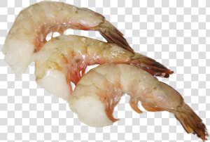 Botan Shrimp  HD Png Download