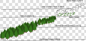 Treeline Vegetation Diagram  HD Png Download