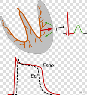 Ecg T Wave Formation   T Wave Repolarization  HD Png Download