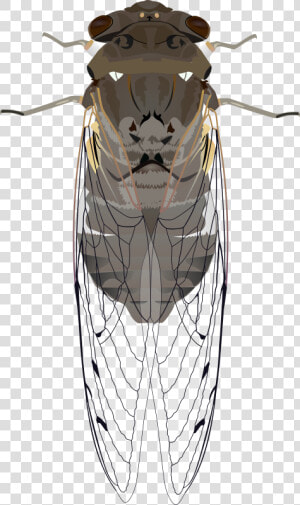 Animals  Bug  Cicada  Insect  Wings   Cicada Clipart  HD Png Download