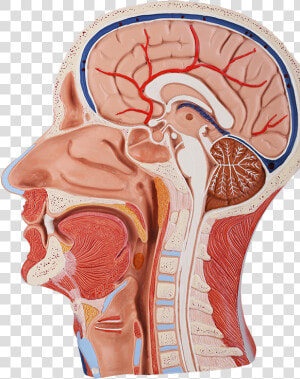 Cross section Of Skull   Head Anatomy Model  HD Png Download