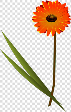 Plant flower sunflower   Gerbera Flower Free Vector  HD Png Download