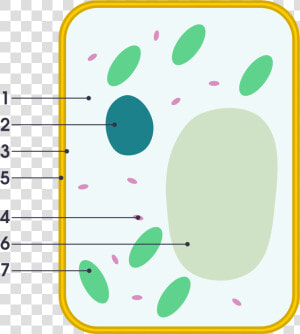 Plant Cell Vs Animal Cell Simple   Png Download   Simple Plant Cell Unlabeled  Transparent Png