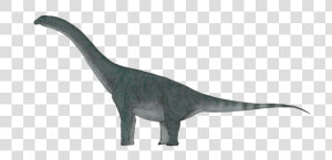 Sauropod Background Png   Tyrannosaurus  Transparent Png