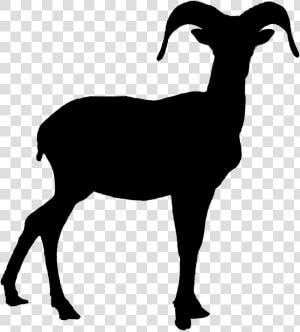 Skull Clipart Bighorn Sheep For Free Download And Use   Bighorn Sheep Black And White  HD Png Download