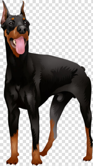 Doberman Vector Wild Dog   Doberman Standing Png  Transparent Png