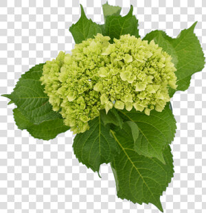 Minigreen Hydrangea   Hydrangea Mojito  HD Png Download