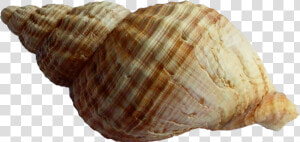 Shell Png   Png Download   Shell Png  Transparent Png