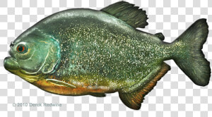 Clip Art Red   Peixe Piranha De Biscuit  HD Png Download