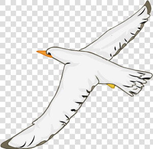 Seabird  HD Png Download