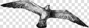 Transparent Vulture Clipart Black And White   Golden Eagle  HD Png Download