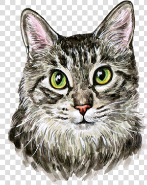 Cat Kitten Watercolor Painting Cuteness   Cat Painting Png  Transparent Png