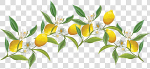  lemon  fruitflower  flower  crown  flowercrown  ftestickers   Lemon Crown Transparent Png  Png Download