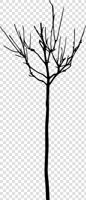 Free Png Simple Bare Tree Silhouette Png Images Transparent   Tree  Png Download