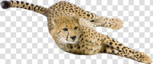 Cheetah Big Cat Terrestrial Animal Snout   Cheetah  HD Png Download