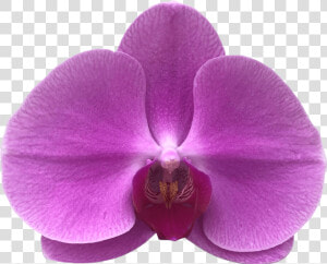 Phalaenopsis Sanderiana  HD Png Download