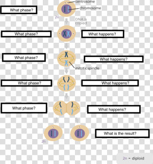 Five Stages Of The Cell Cycle  HD Png Download