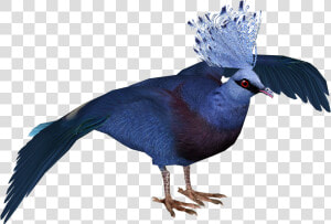 Victoria Crowned Pigeon   Victoria Crowned Pigeon Png  Transparent Png