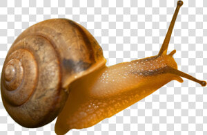 Snail Png   Transparent Background Snail Png  Png Download