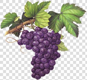 Transparent Grape Emoji Png   Llano Sweet Red Wine  Png Download