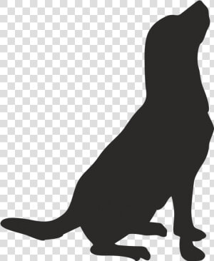 Whiskers American Pit Bull Terrier Drawing Clip Art   Dog  HD Png Download